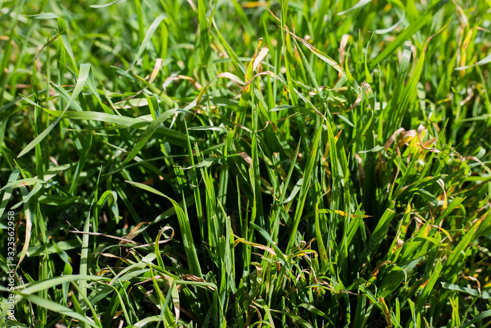 grass close up textures grass close up textures