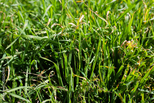 grass close up textures