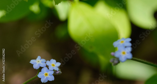 Close-up of blue violet chinese forget-me-not. Background with green leaves.