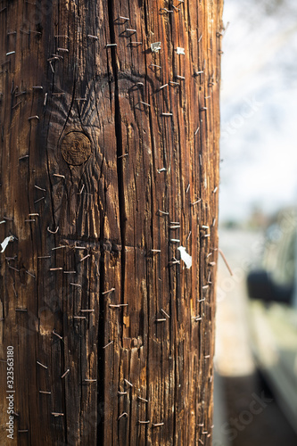 Telephone pole with staples in it