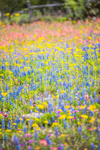 Wildflowers in full bloom during spring in Texas