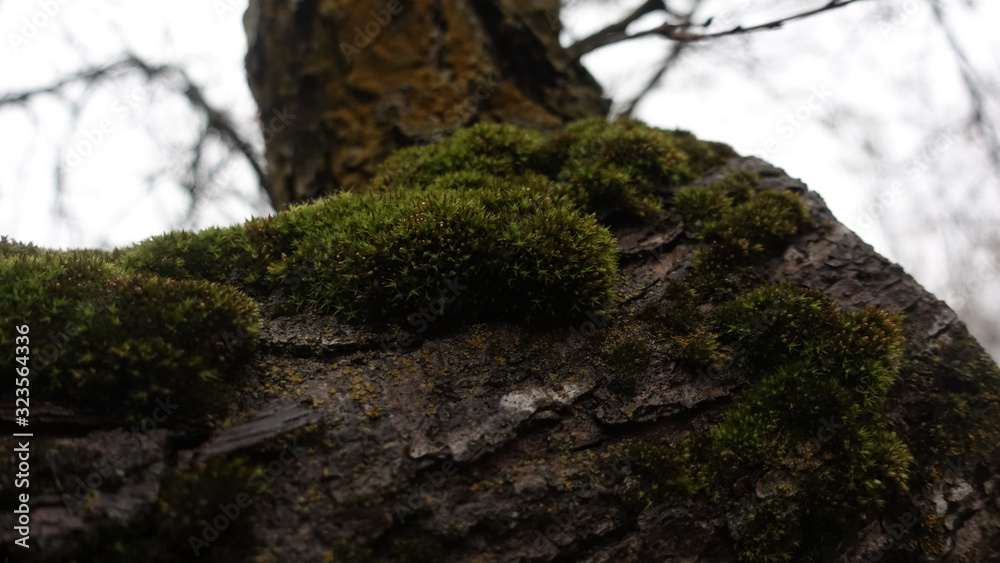 Obraz premium tree