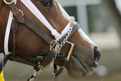 Fototapeta Naklejka Na Ścianę i Meble -  Thoroughbred Race Horse At Race Track 