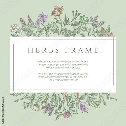Drawing botanical herbs text frame
