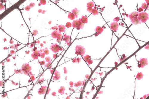 twig of blooming plum tree with pink flowers