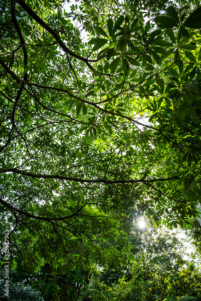 Large fresh leaves with sun shinning through & around them in a forest Large fresh leaves with sun shinning through & around them in a forest