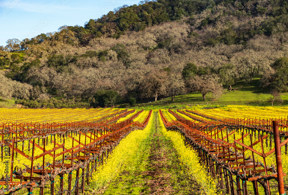 Napa Valley's vineyards