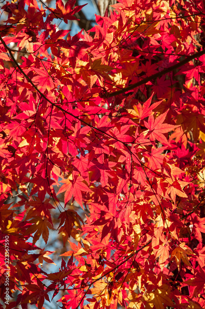 Color Changing Red Maple Leaves Color Changing Red Maple Leaves