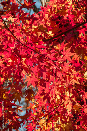 Color Changing Red Maple Leaves