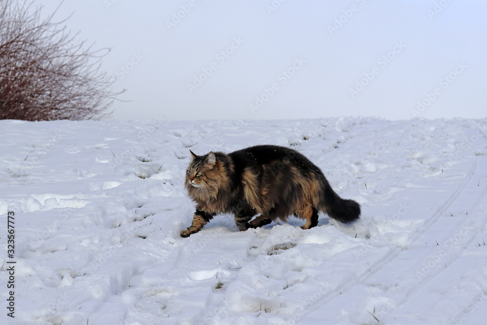 Naklejka premium Eine hübsche braun-schwarze Norwegische Waldkatze läuft durch den Schnee