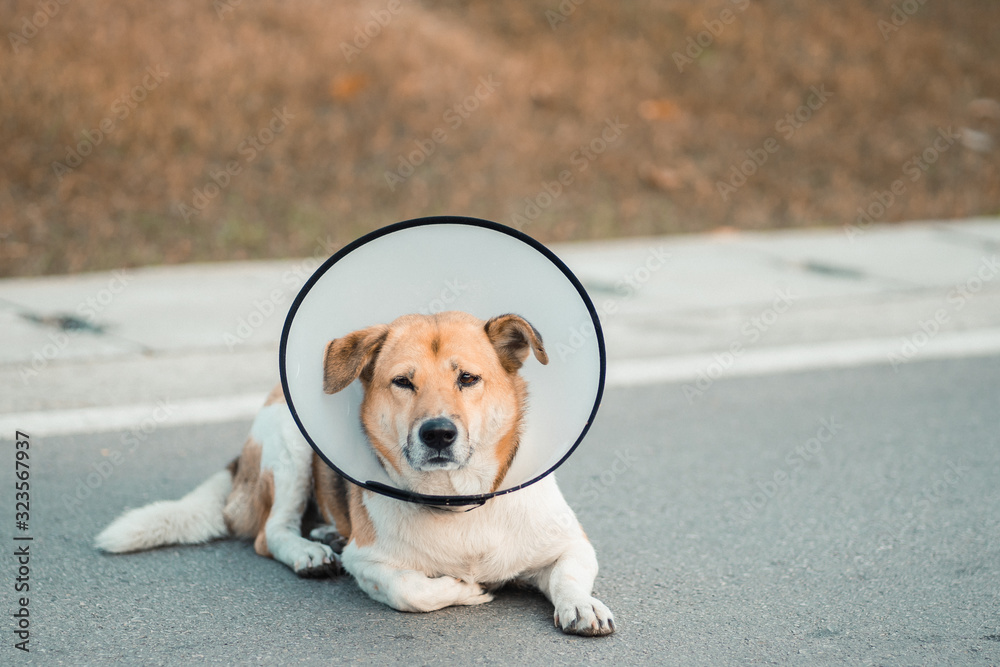 Dog wearing collar neck in the shape of a cone, elizabethan collar