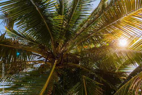 Palm tree near the shore of a Caribbean beach in Rivera Maya  Mexico