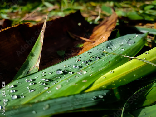 dew drops macro shot.