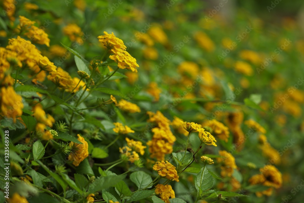 Sunflower Shrub Sunflower Shrub