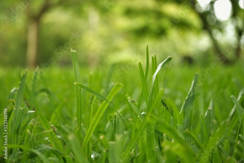 Grass Close Up