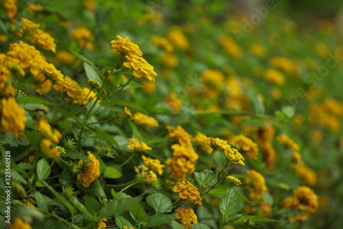 Sunflower Shrub