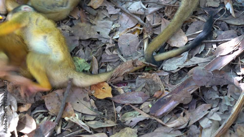 Two playful monkeys bite each other. Monkeys as children play in the