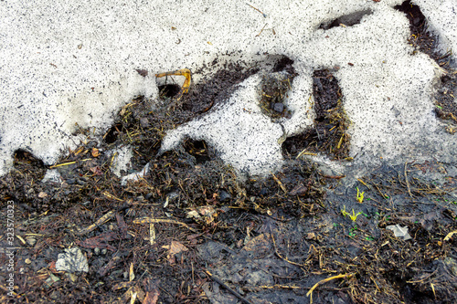 spring traces of the stay of mice - burrows and passages between holes bursting out of the snow, selective focus photo