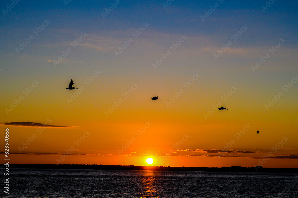 Pelicans and sunset