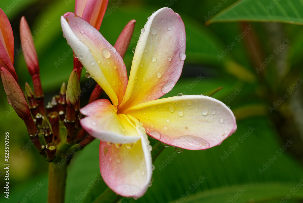 The frangrant frangipani is a genus of flowering plants in the family Apocynaceae
