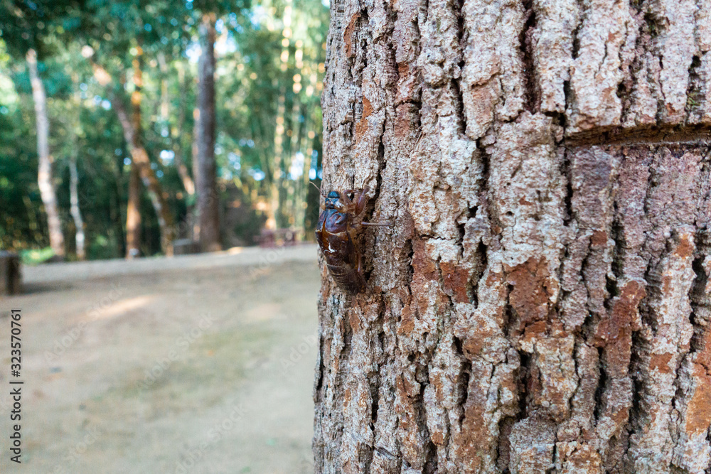 Fototapeta premium Cicada, a small jumping bug having a very loud noise, is on tree bark in a forest. It has at least 3,000 species worldwide. Cicada is a part of human literature, music and cuisine. 