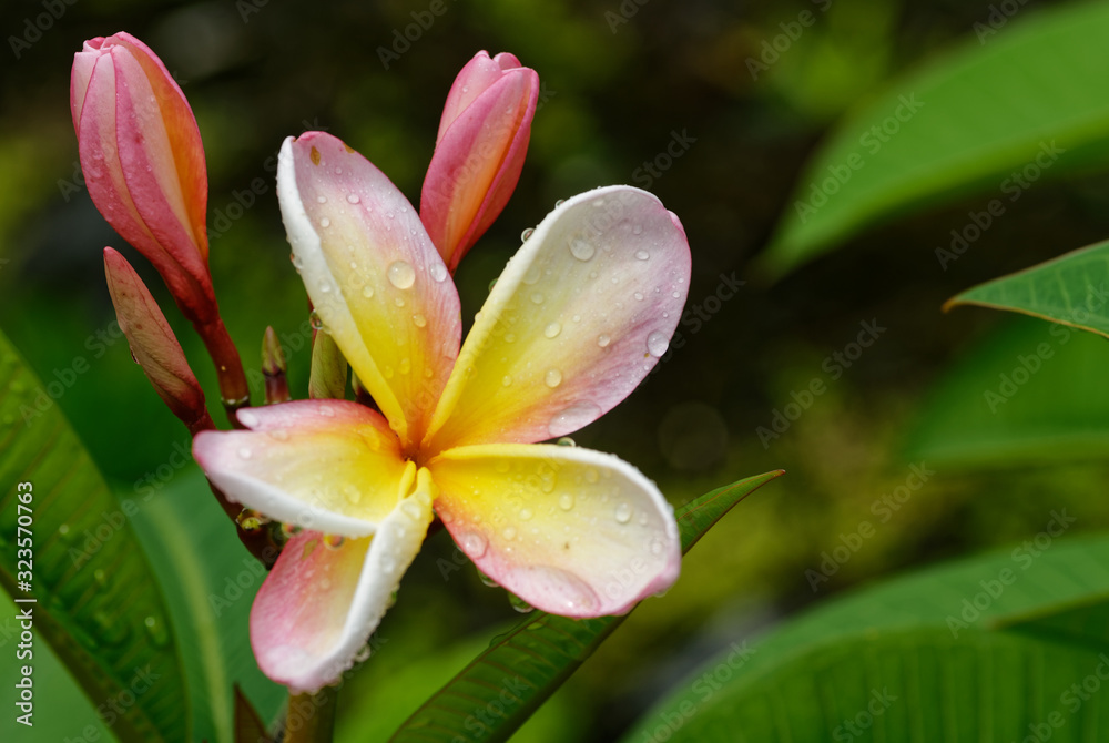 A yellow and pink frangipani flower wit its pink buds A yellow and pink frangipani flower wit its pink buds
