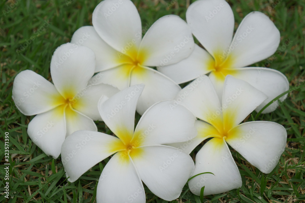 プルメリアの花たち プルメリアの花たち