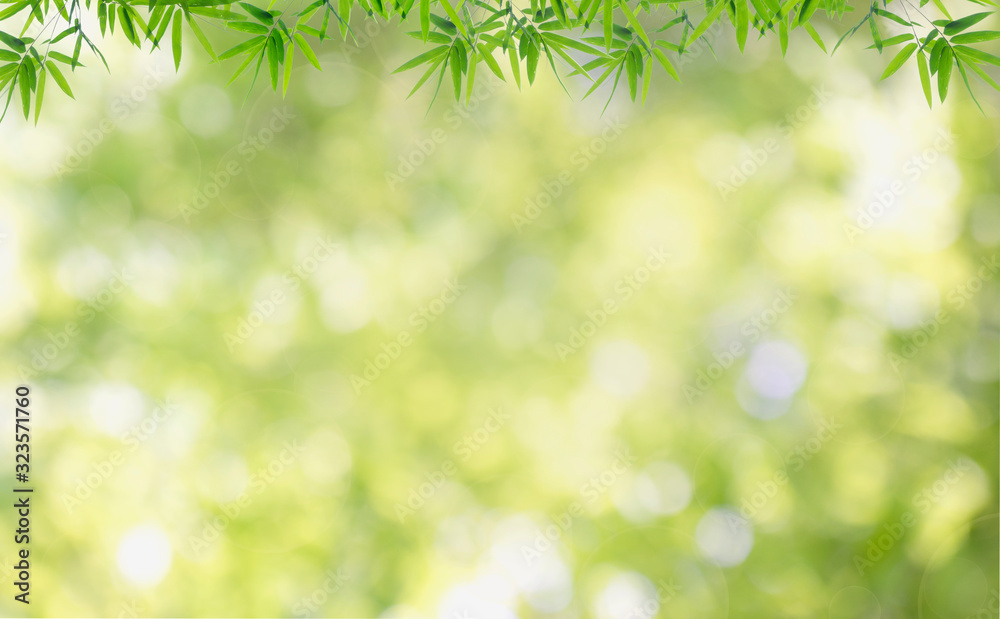 Bamboos green leaves and bamboo tree with bokeh in nature forest. Bamboos green leaves and bamboo tree with bokeh in nature forest.