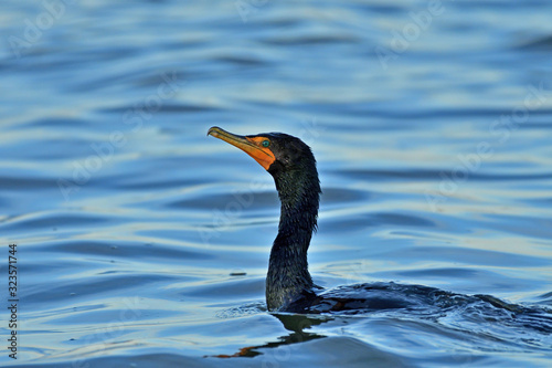 Double-crested cormorant