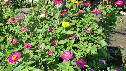 zinnia elegans flowers at garden