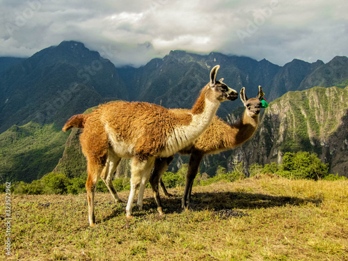 Pair of lamas at Machu Picchu site in Peru