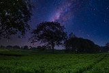 Tea Fields Under Milkway Galaxy at Night
