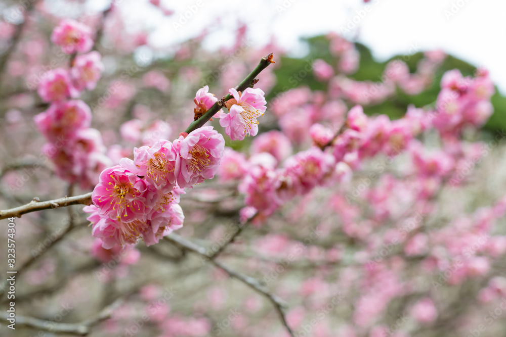 早春の梅園 早春の梅園