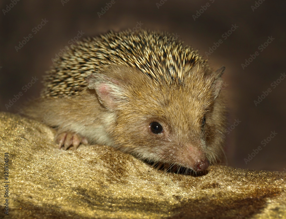 Fototapeta premium Gray steppe hedgehog looks into the camera lens