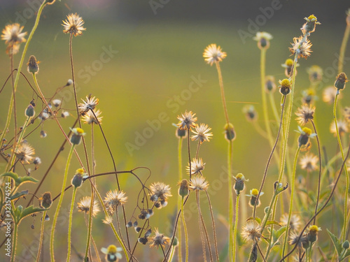 little white wild flowers meadow in the morning.