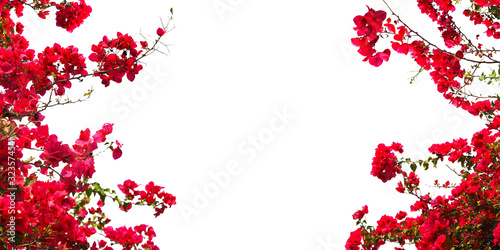 Red Bougainvillea flower on white background.
