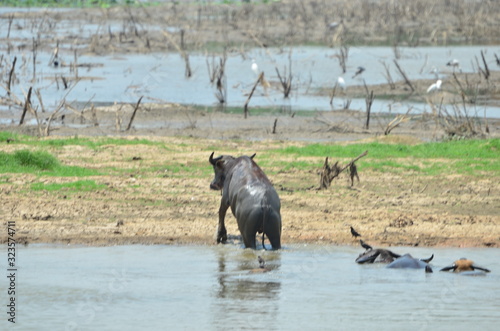 Buffalos in the lagune