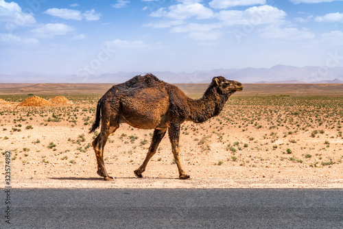 Camels in the Sahara desert