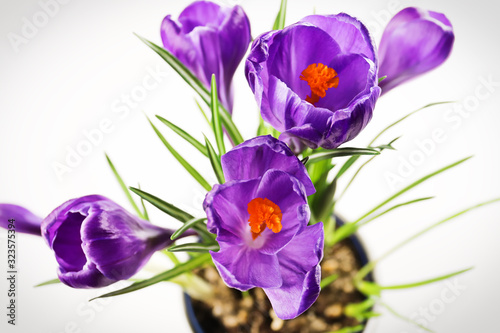 Fototapeta Naklejka Na Ścianę i Meble -  Closeup of purple crocus blossoms against a white background