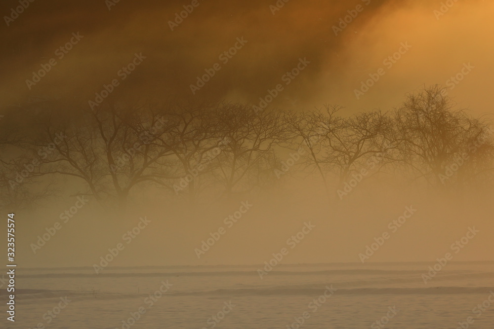 Fototapeta premium 霧の雪景色