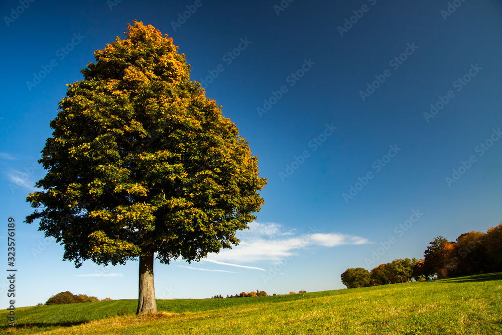 Fototapeta premium lime tree in autumn