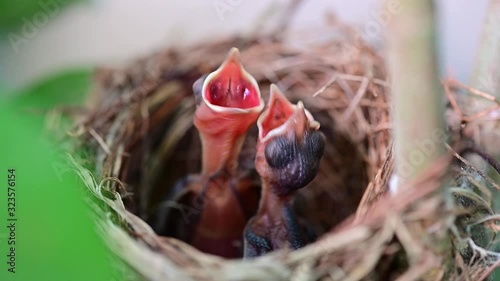 New born birds waiting for mom feeding in the nest. Baby birds open mouth and shaking on tree. Kid hungry and need some food. photo