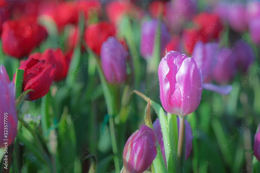 Natural view of tulip flowers bloom in garden with red tulips as morning spring background Natural view of tulip flowers bloom in garden with red tulips as morning spring background