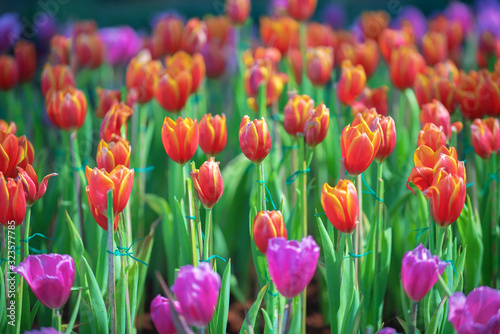 Natural view of tulip flowers bloom in garden with arange tulips as morning spring background