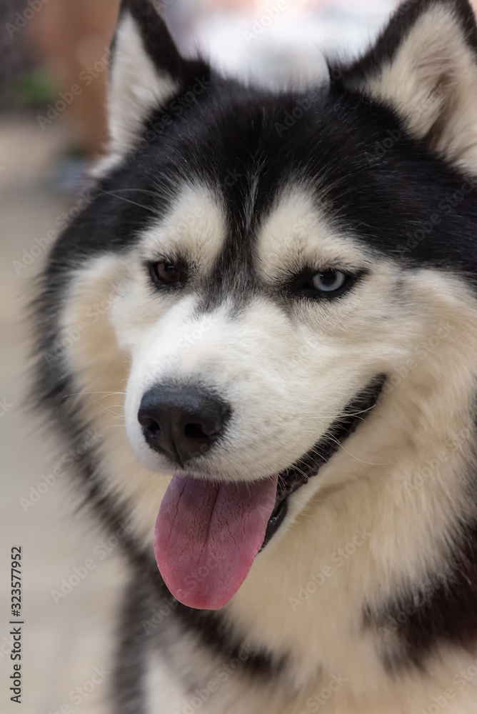 Close-up Head of peeking Siberian Husky Dog with dark eyes