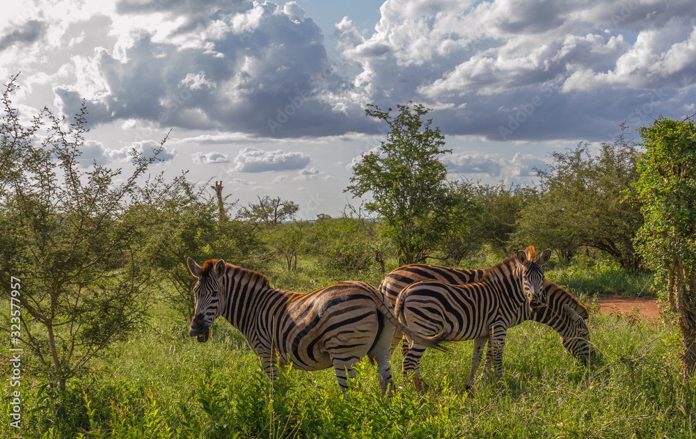Naklejka premium Zebras isolated in the African bush with stormy clouds overhead image in horizontal format