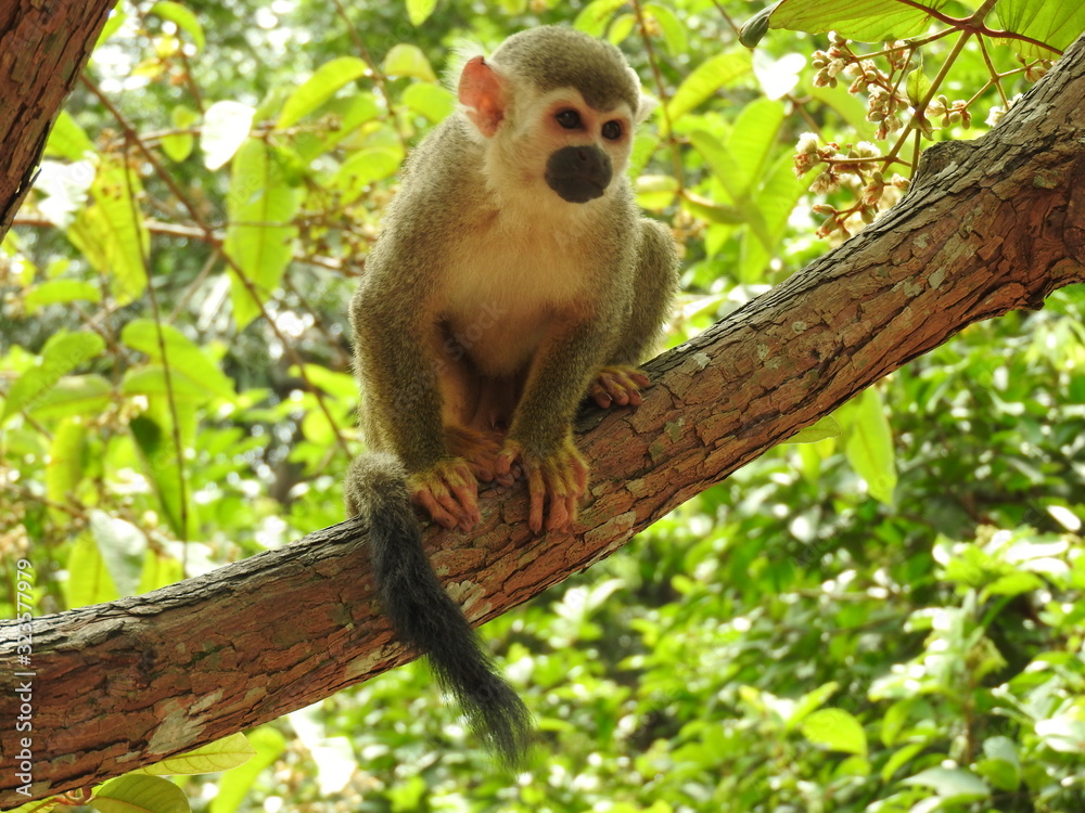 monkey titi wathing in the tree monkey titi wathing in the tree