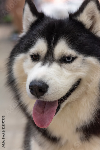 Close-up Head of peeking Siberian Husky Dog with dark eyes