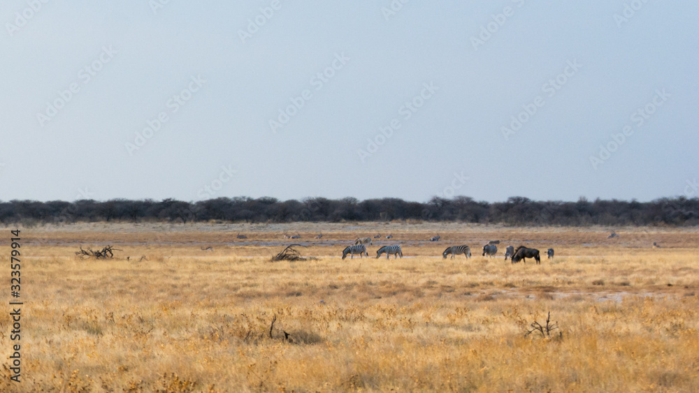 Troupeau de gnous dans le parc Etosha situé en Namibie