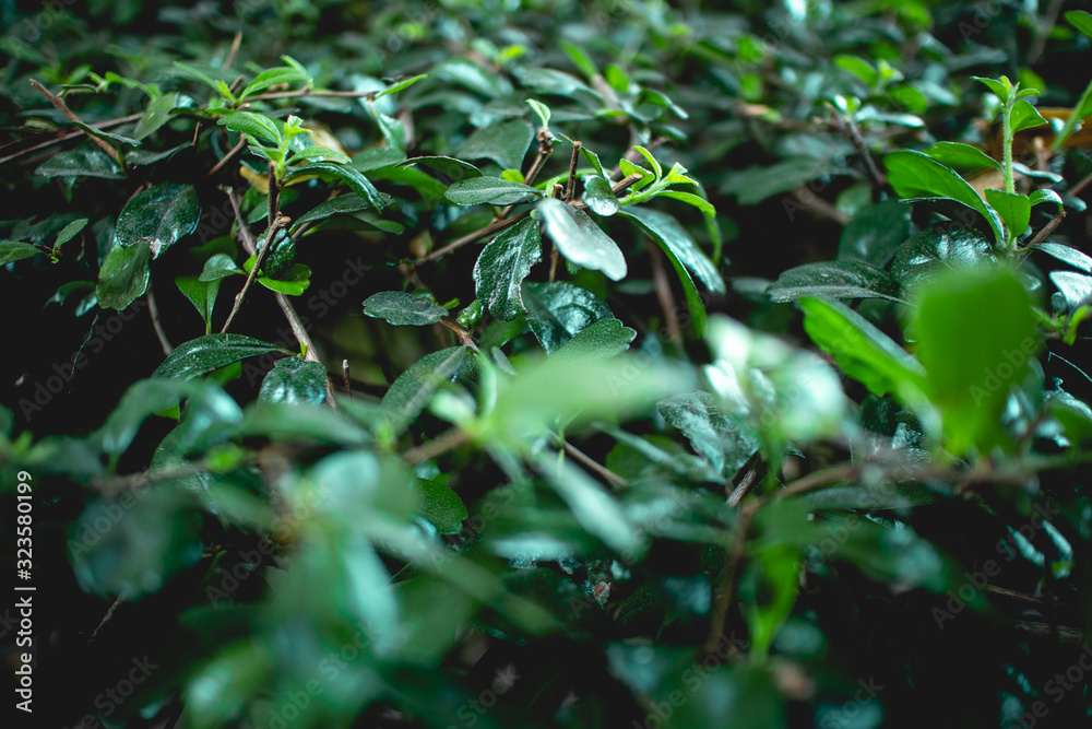 Close up of bush Fukien tea tree in the garden. Close up of bush Fukien tea tree in the garden.